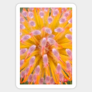 Pink and Orange Pincushion Proteaceae Sticker